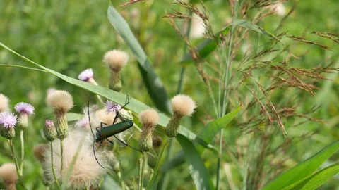 Bug on a fluffy flower. Stock Footage 117098127
