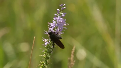 Bug Fly insect sitting on Flower Close up Macro shot Slow Motion Stock Footage 93932233