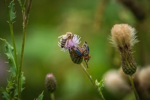 A bug fly Phasia hemiptera closup at summer in saarland, copy space Stock Photos