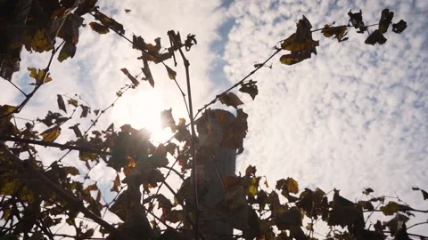 Bug flying through fall leaves on a grape vine post in slow motion with Stock Footage 132234409