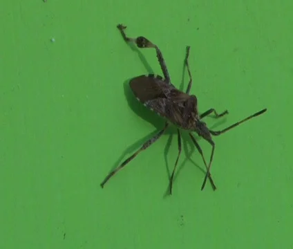 Bug Stockbeeldmateriaal 375903