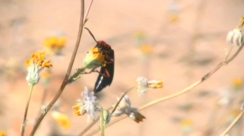 Bug Stock-Footage 507699