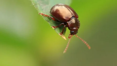 Bug Video stock 8554007