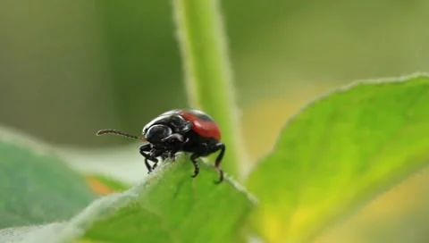 Bug Video stock 8554641