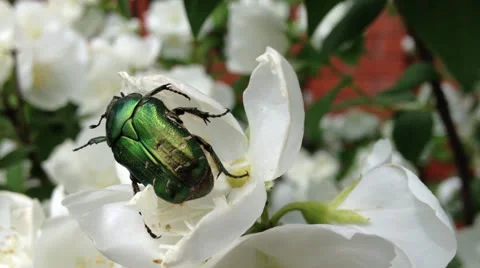 BUG Stock-Footage 24968173