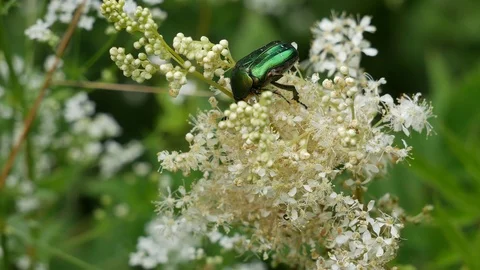 Bug 스톡 동영상 117096511