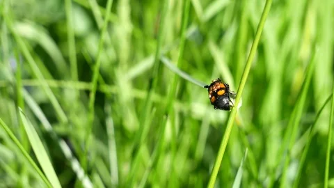 Bug Video stock 117337102