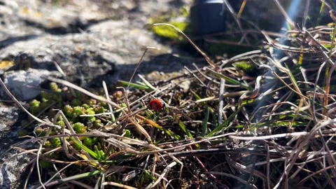 Bug Stock Footage 237308533