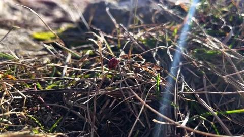 Bug Stock Footage 237309070