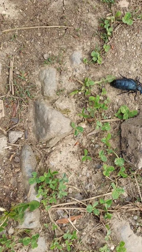 Bug Footage Video stock 305303242