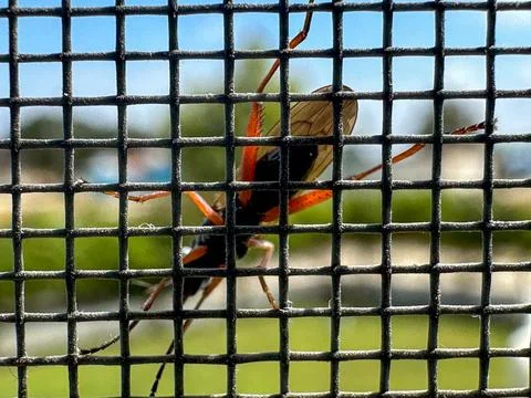 The bug in front of the wire Stock Photos
