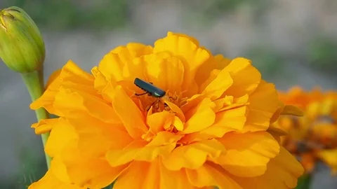 Bug gathering pollen on yellow flower Stock Footage 76492478