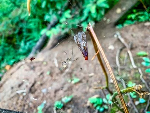 Bug gets caught in spiderweb Foto stock