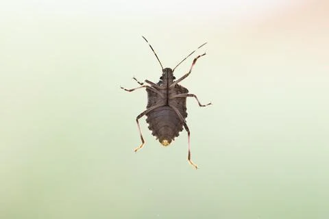 Bug on the glass window Stock Photos