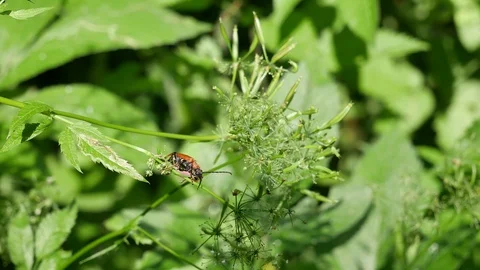 The bug got confused in a web. Stockbeeldmateriaal 116655626