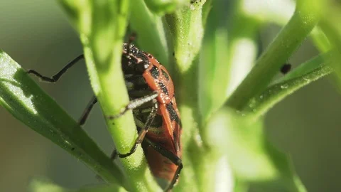 Bug Graphosoma lineatum Stock Footage 108253495