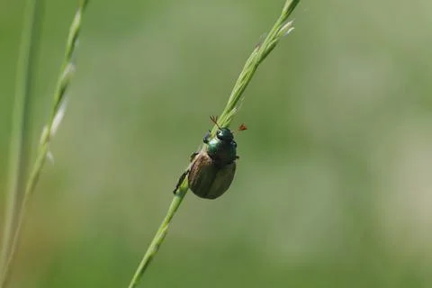 Bug on grass Stock Photos