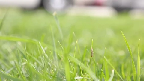Bug in grass summer Stock Footage 105177774