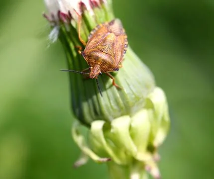 Bug on a green dandelion Stock Photos