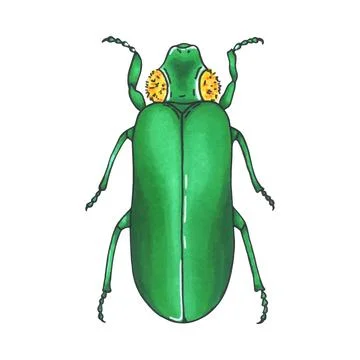 Bug green. Hand drawn insect illustration, detailed art. Isolated bug on wh.. Stock Illustration