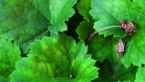 Bug on a green leaf Video stock 136022247