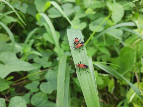 Bug on a green leaf. Insect on the green leaf. Stock Photos