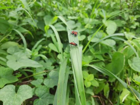 Bug on a green leaf. Insect on the green leaf. Stock Photos