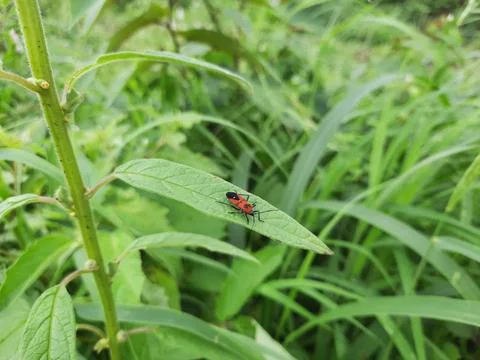 Bug on a green leaf. Insect on the green leaf. Stock Photos