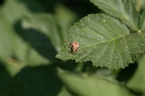 Bug on green leaf Stock Photos