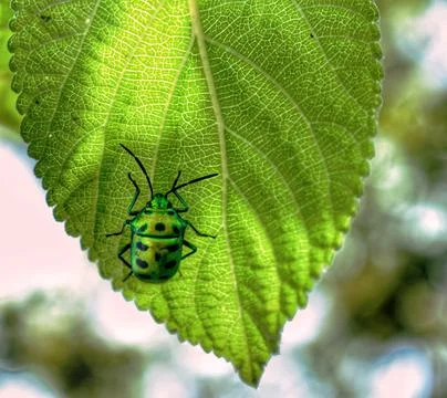 Bug in Green leaf 写真素材