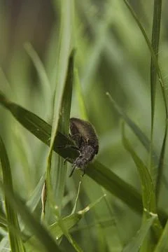 A bug is on a green leaf Stock Photos
