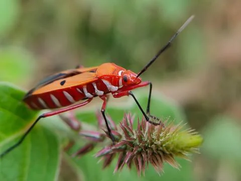 Bug on green plant Stock Photos
