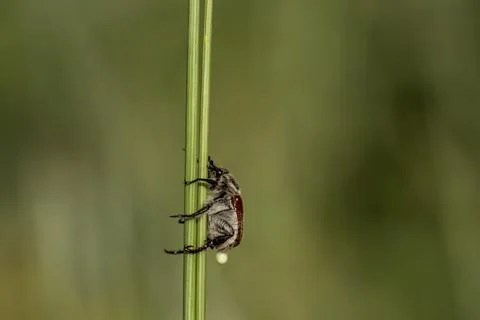 A bug is on a green plant Fotos Stock