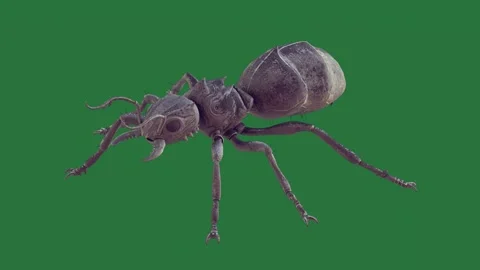 A bug on green screen and close up of gesture colorful layers emotion Stock Footage 335147409