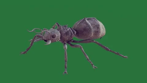 A bug on green screen and close up of elements expression figure illustration Video stock 335147413