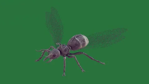 A bug on green screen and composition elements creative motion expression Stock Footage 335147430