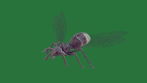 A bug on green screen and depth elements scene movement motion figure colorful Stock Footage 335147457