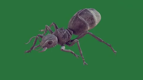 A bug on green screen and figure creative layers emotion design movement Stock Footage 335147416