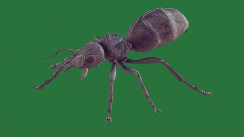 A bug on green screen and this is figure design depth layers composition 스톡 동영상 335147422