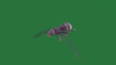 A bug on green screen and snail background with it motion colorful scene Stock Footage 335147438