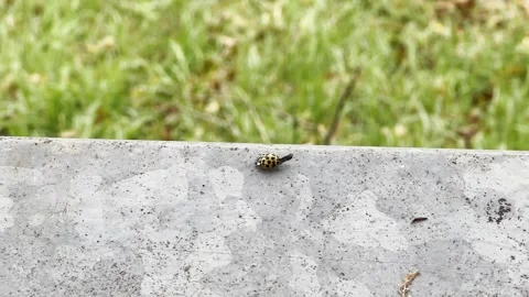 Bug is on a grey surface Stock Footage 313238597