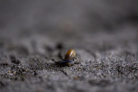 A bug is on the ground, and it is the only thing in the image Stock-Fotos