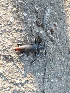 Bug on the ground Stock Photos