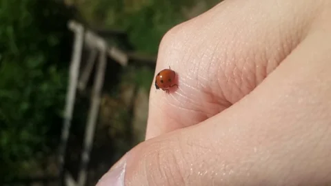 Bug on a hand! Stock-Footage 75690884