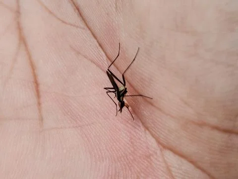 A bug is on a hand Stock Photos