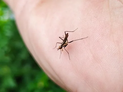 A bug is on a hand Stock Photos