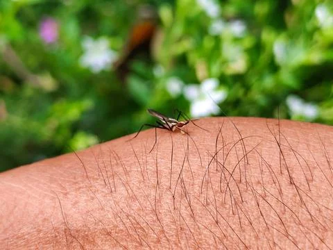 A bug is on a hand Stock Photos