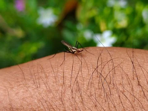 A bug is on a hand Stock Photos