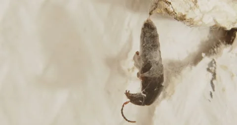 Bug Hanging upside down Cought in a Spider Web Stock Footage 169071353