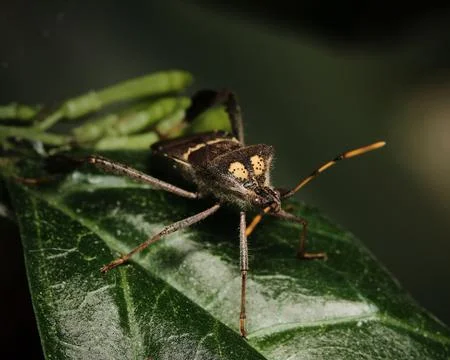 A bug that has its head close to the ground on a leaf Foto stock